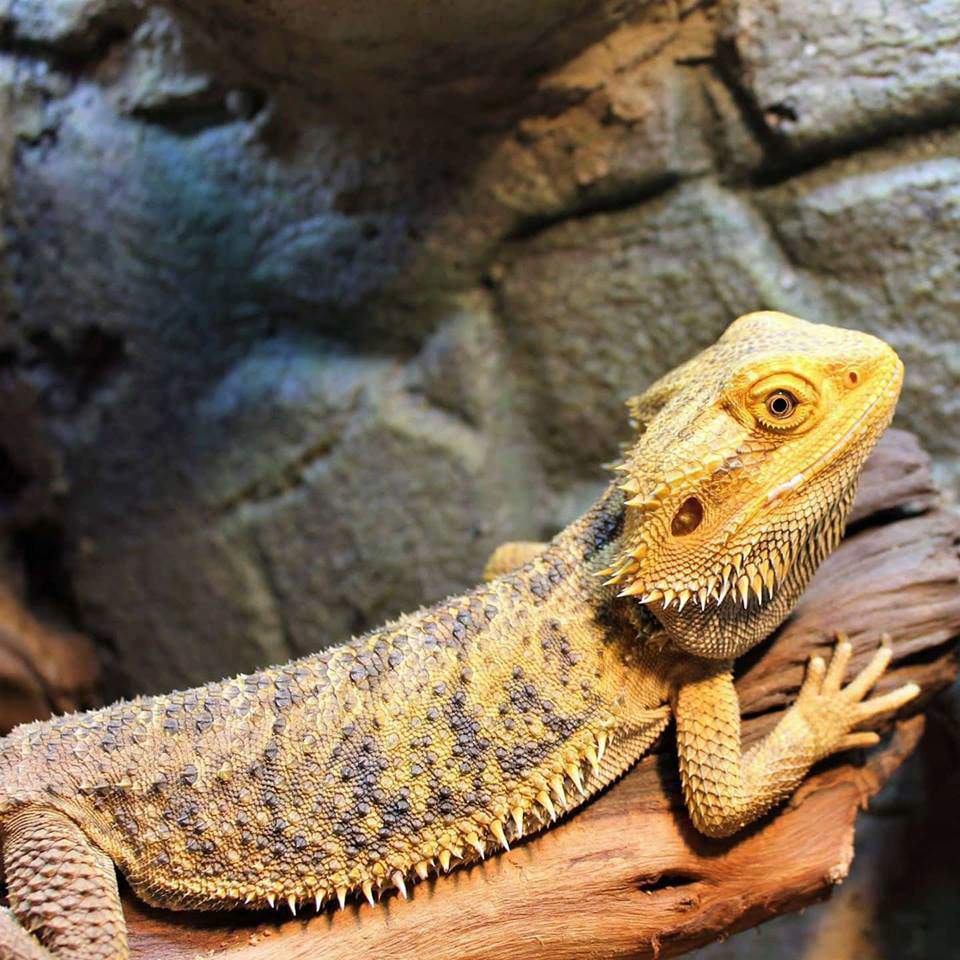 Bearded Dragon Care