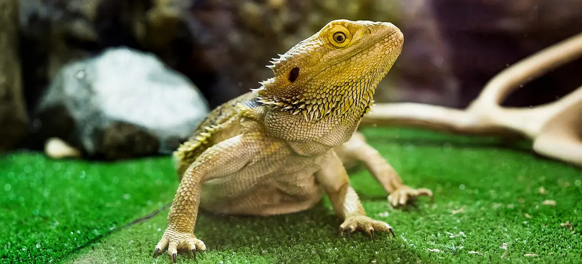Bearded Dragon Care