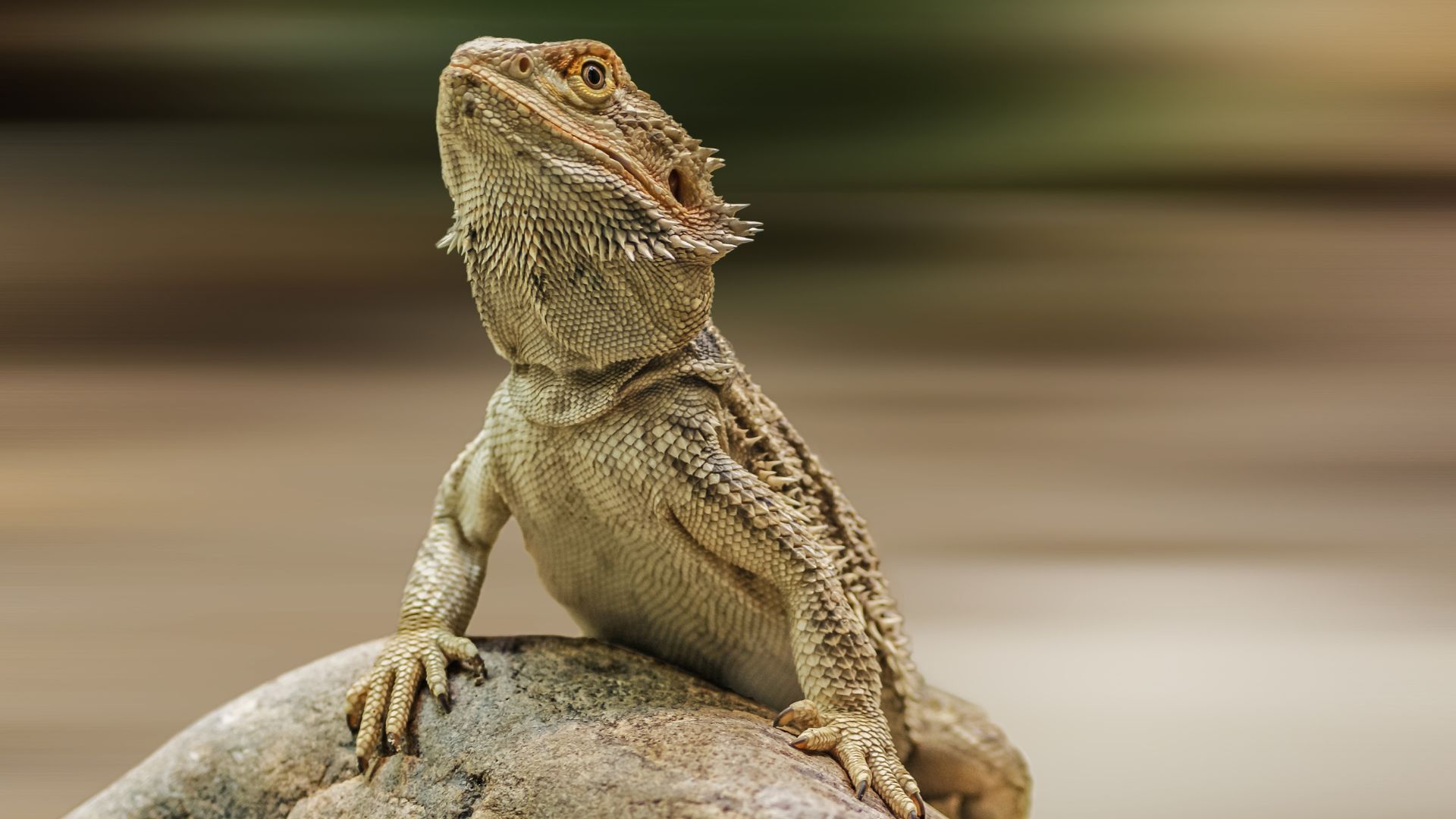 Bearded Dragon Care: Setup, Diet, and Daily Routine