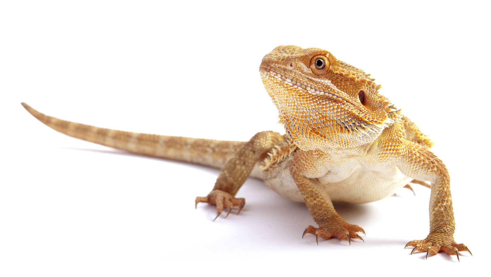 Bearded Dragon Care