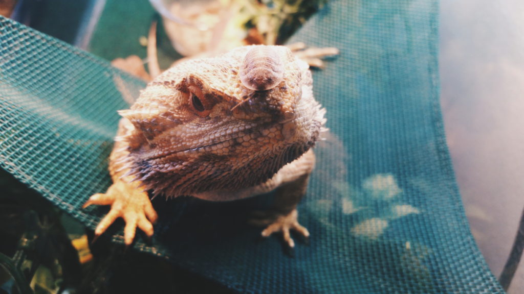 The 2026 Bearded Dragon Diet: A Complete Feeding Guide