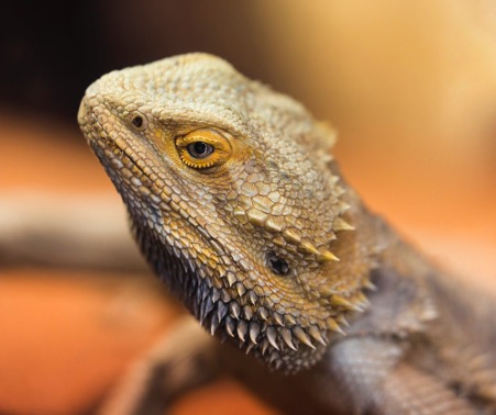 Bearded Dragon Care