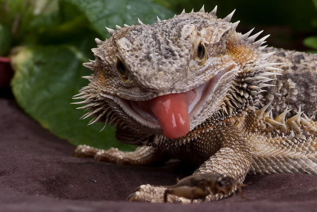Bearded Dragon Care