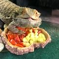 safe fruits for bearded dragons