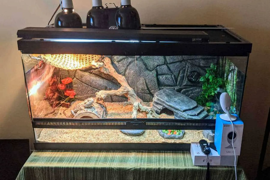bearded dragon lighting and heating