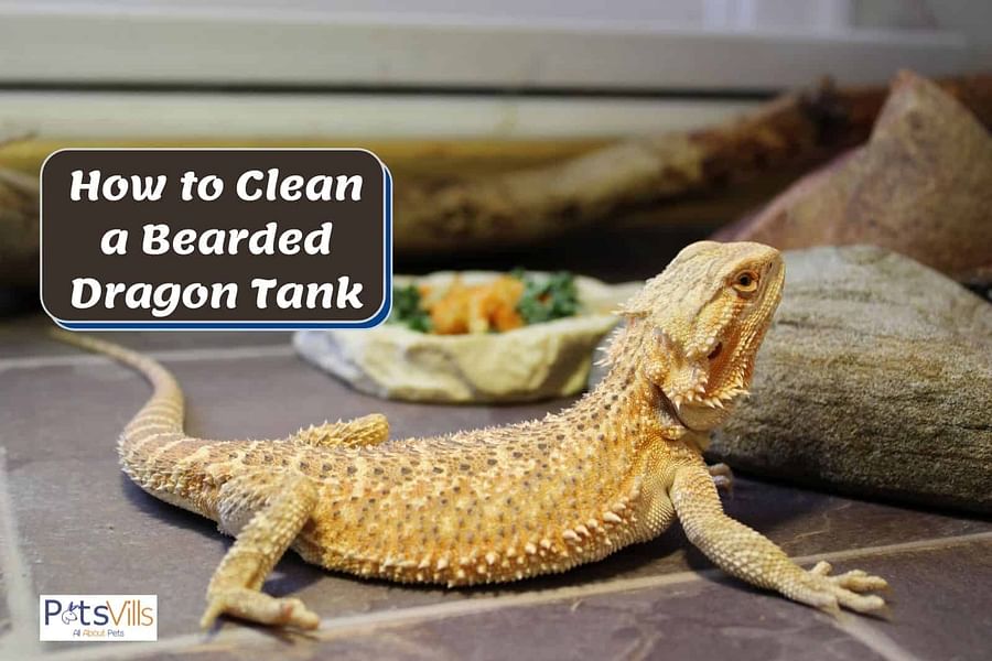 bearded dragon tank maintenance