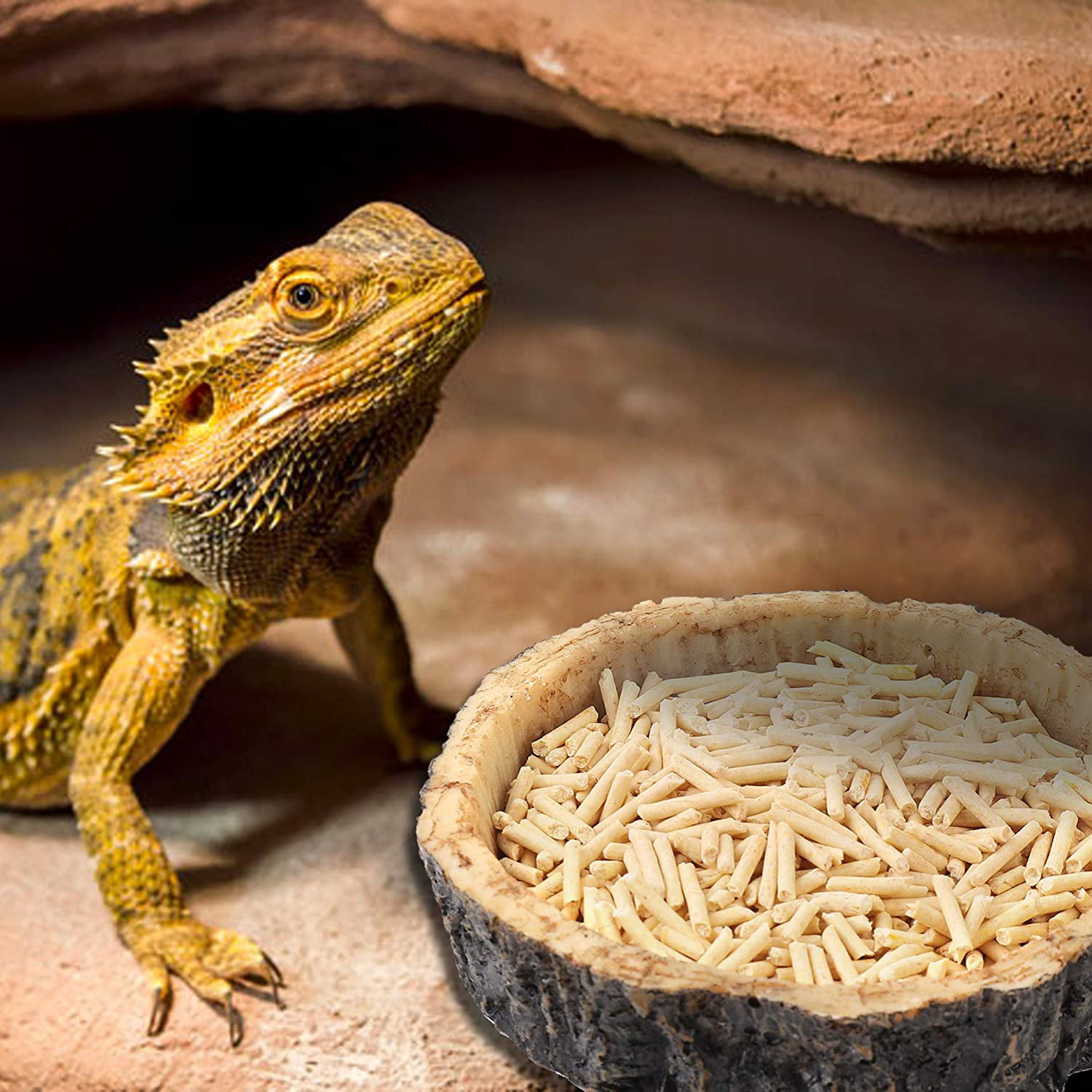 bearded dragon feeding dish