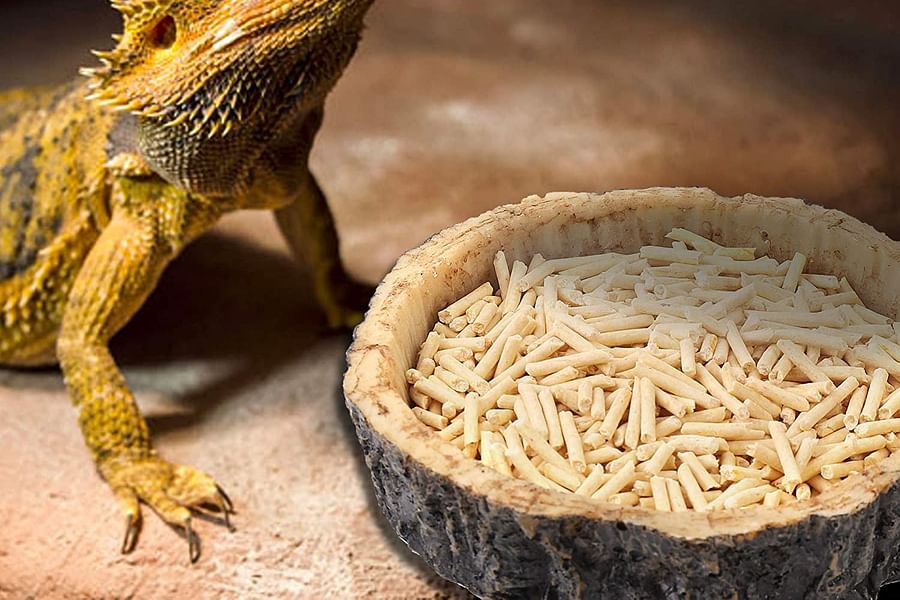 bearded dragon feeding dish