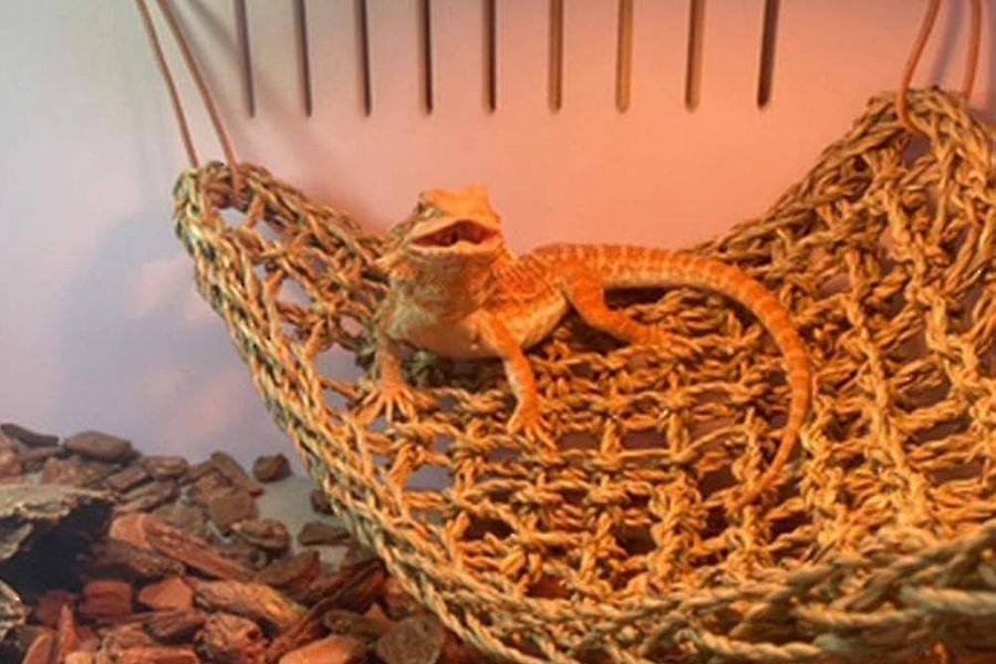 bearded dragon tank natural rocks