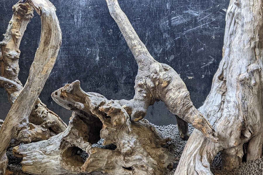 driftwood branches for reptile tank