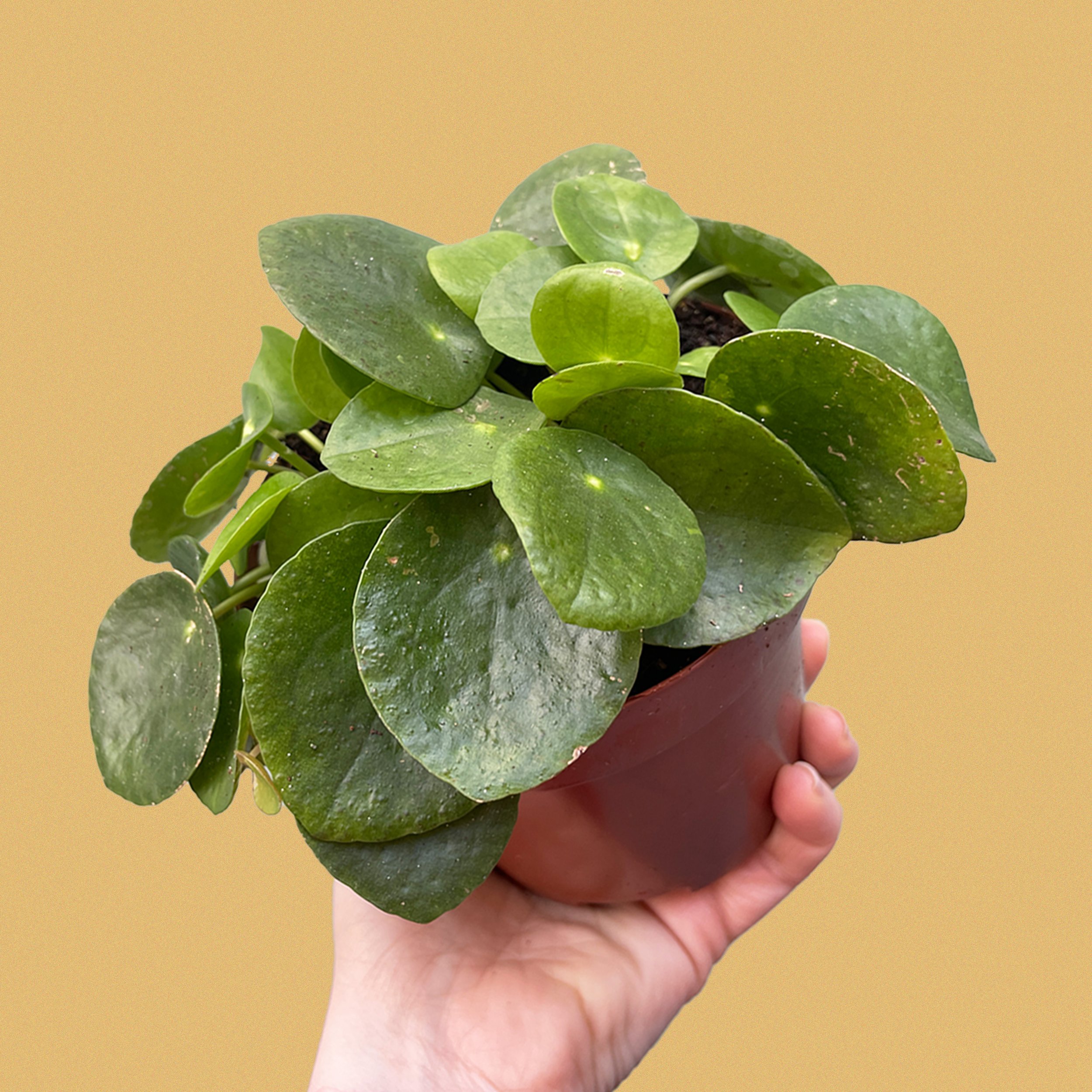 non-toxic artificial plants for reptile tanks