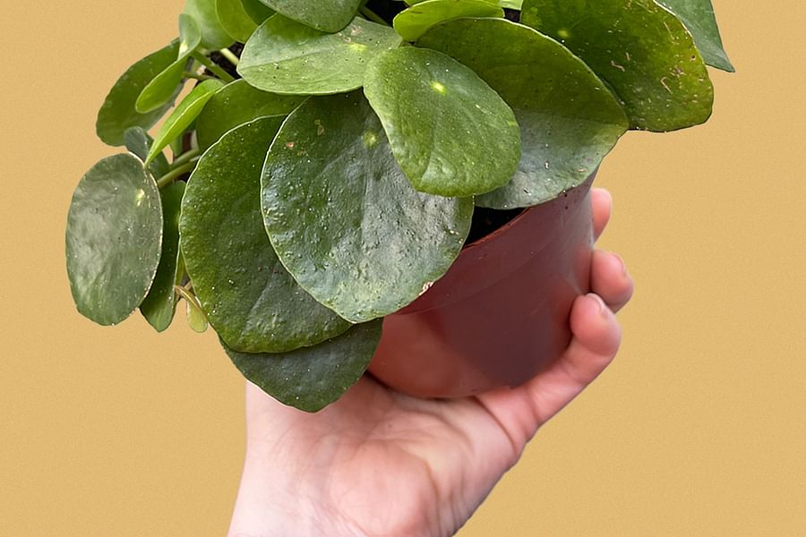 non-toxic artificial plants for reptile tanks