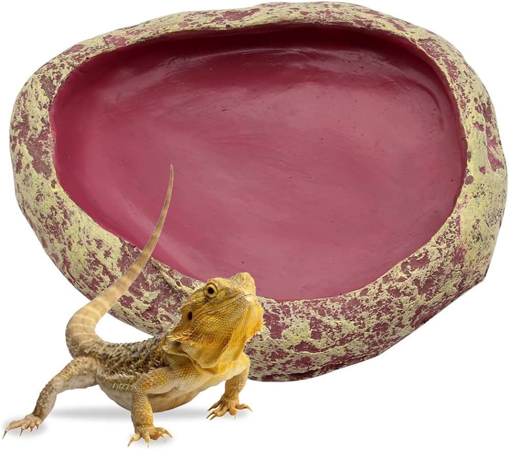 shallow water dish for bearded dragons