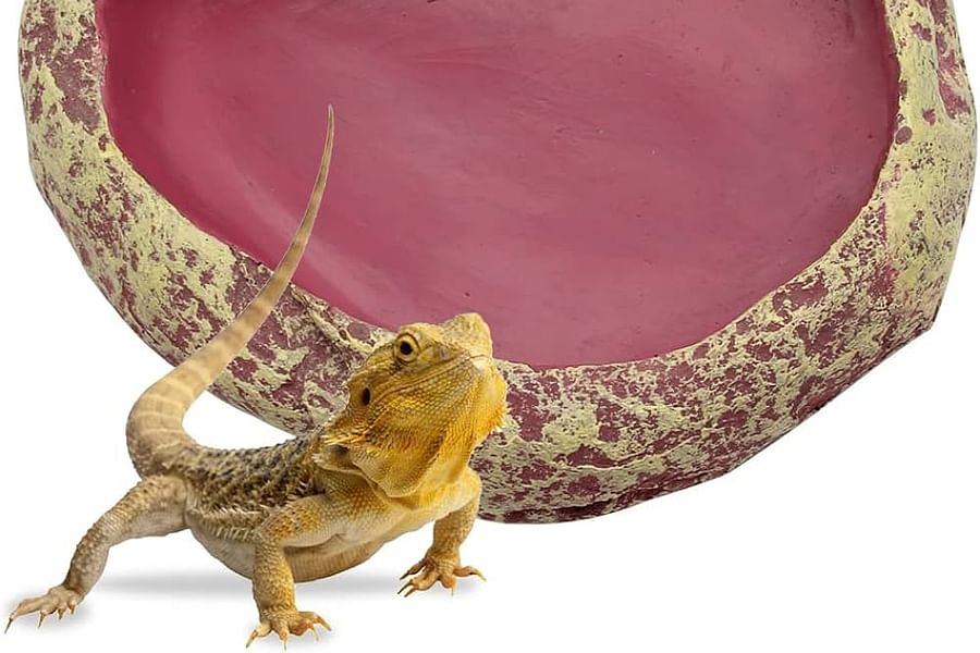 shallow water dish for bearded dragons
