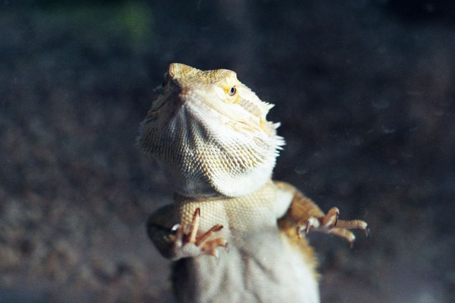 bearded dragon black beard