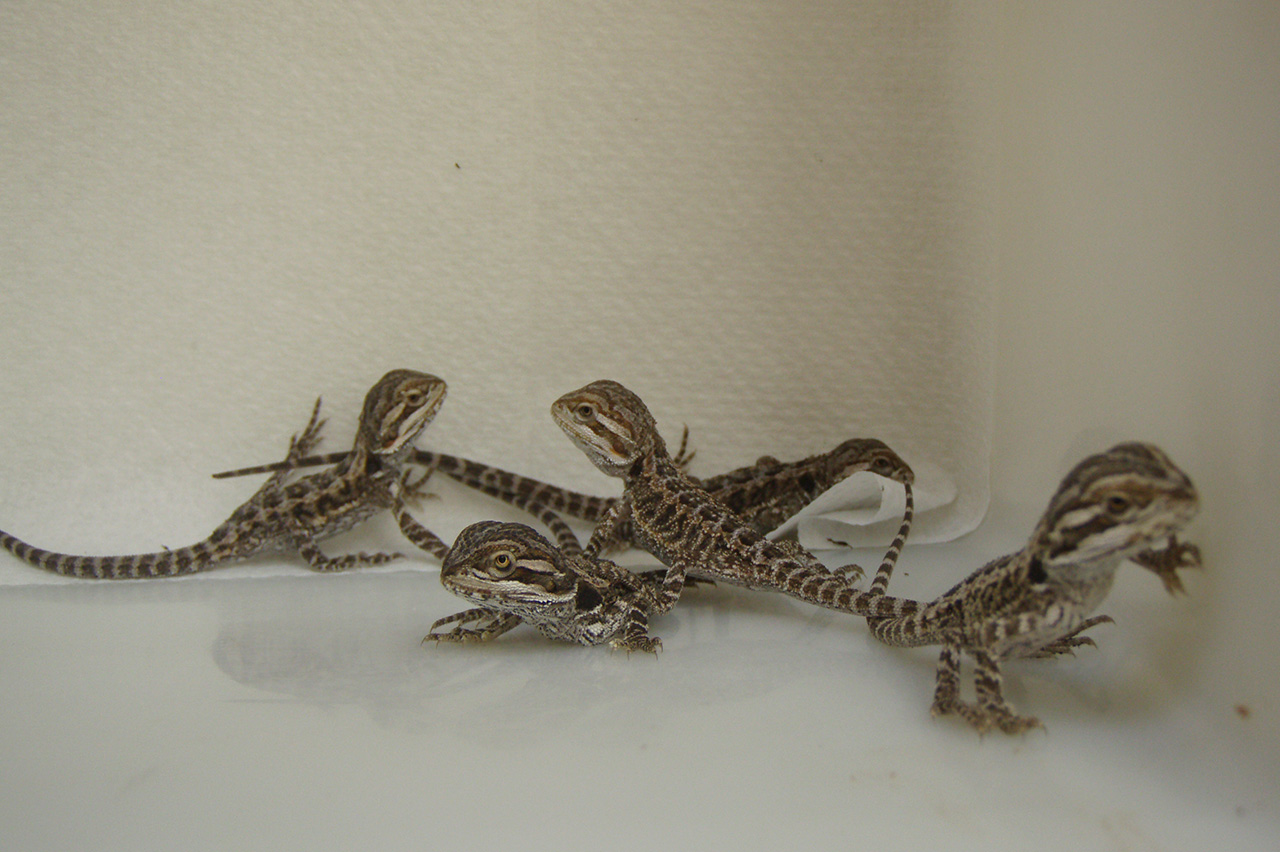 bearded dragon hissing