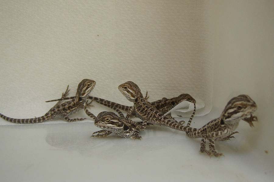 bearded dragon hissing