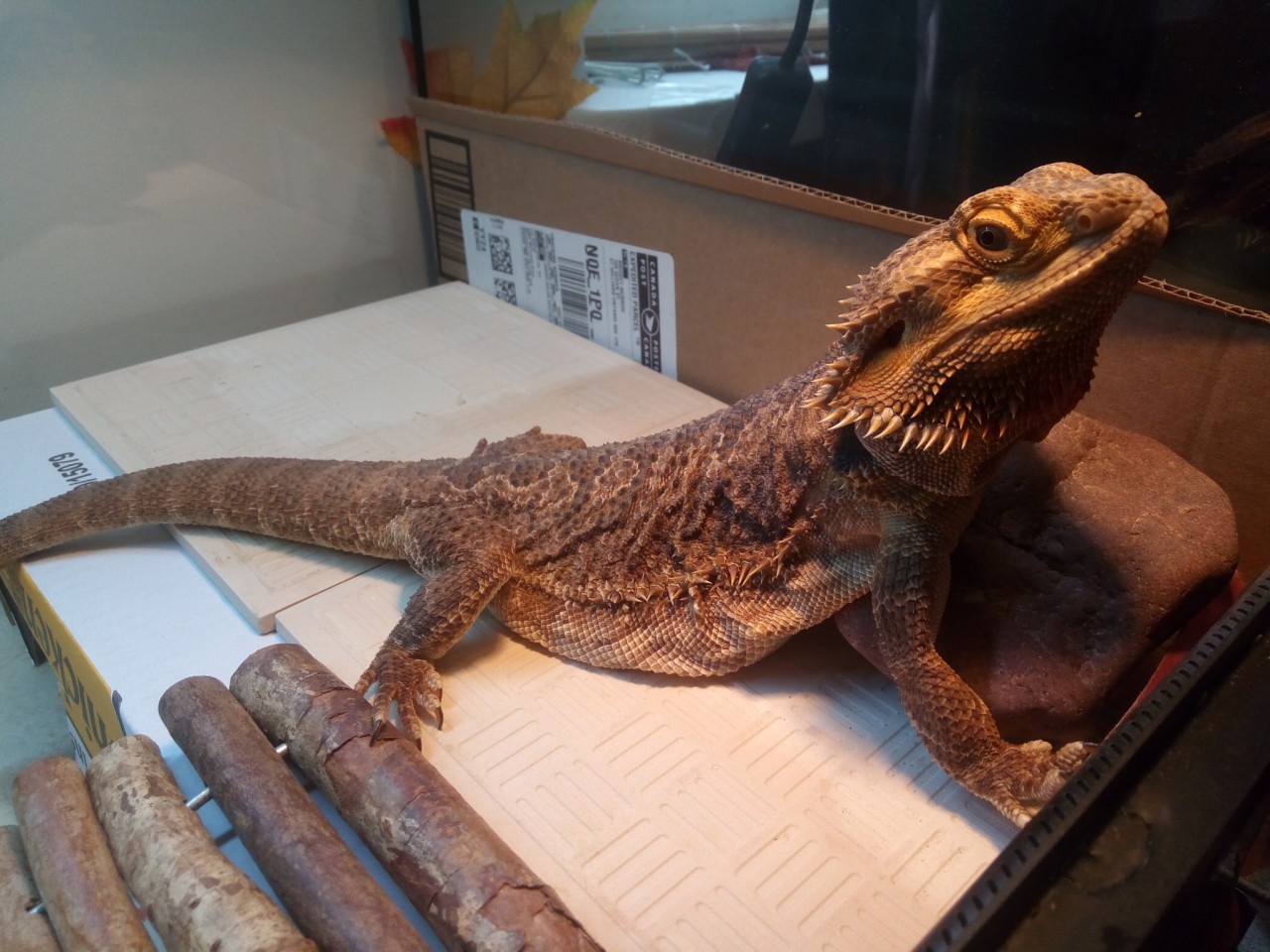 bearded dragon relaxed in bath