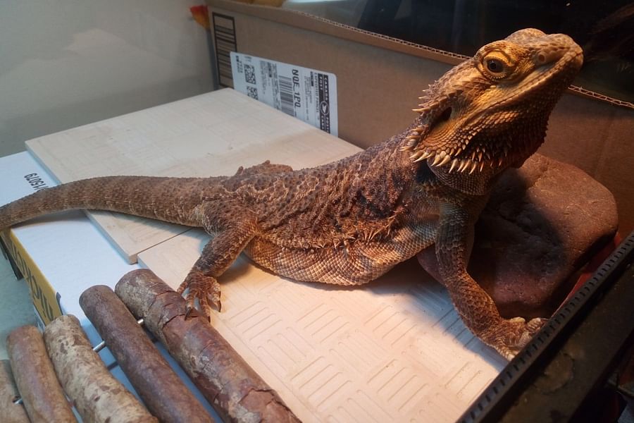 bearded dragon relaxed in bath