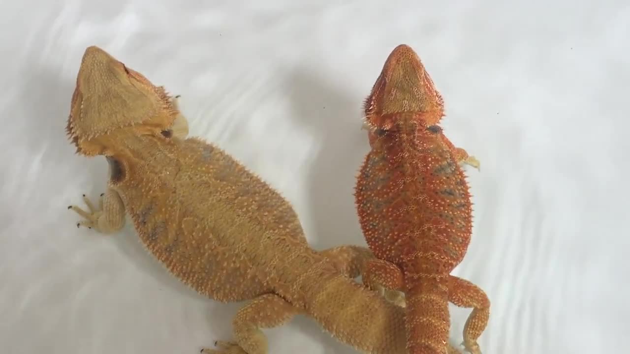 bearded dragon swimming