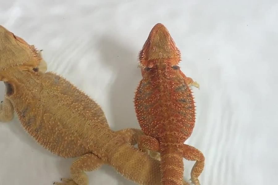 bearded dragon swimming