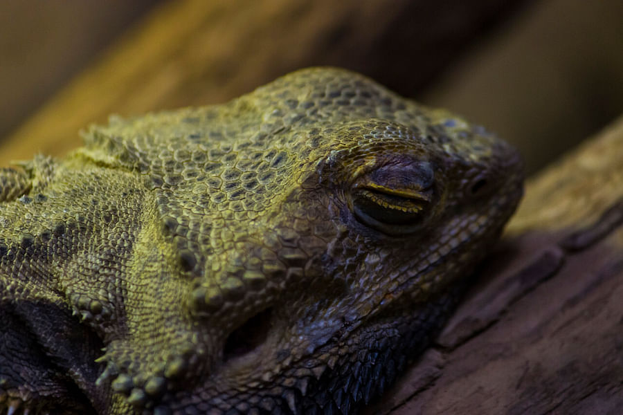bearded dragon with closed eyes