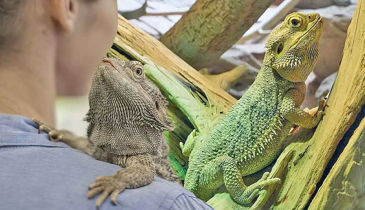 stressed bearded dragon in bath