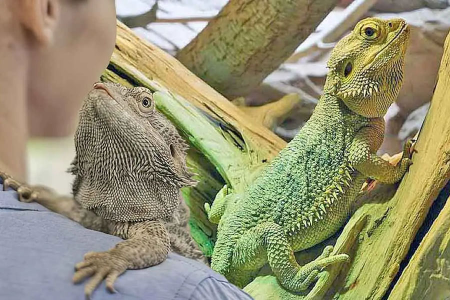 stressed bearded dragon in bath