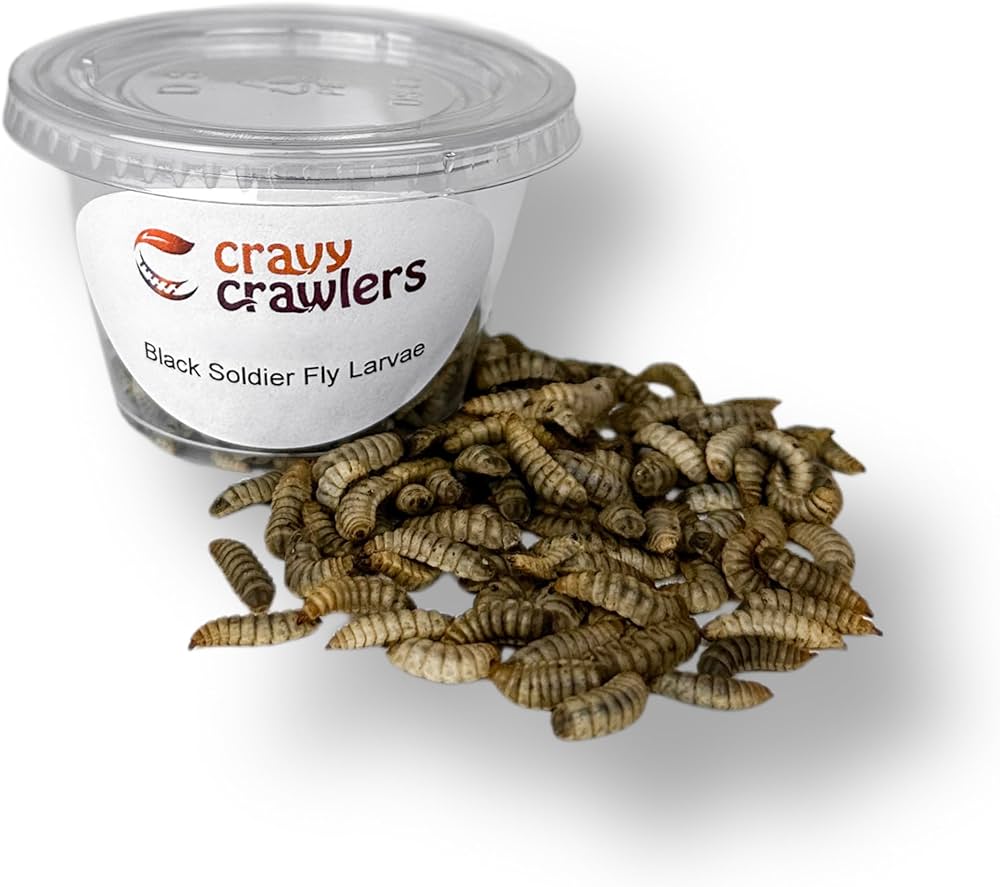 live black soldier fly larvae