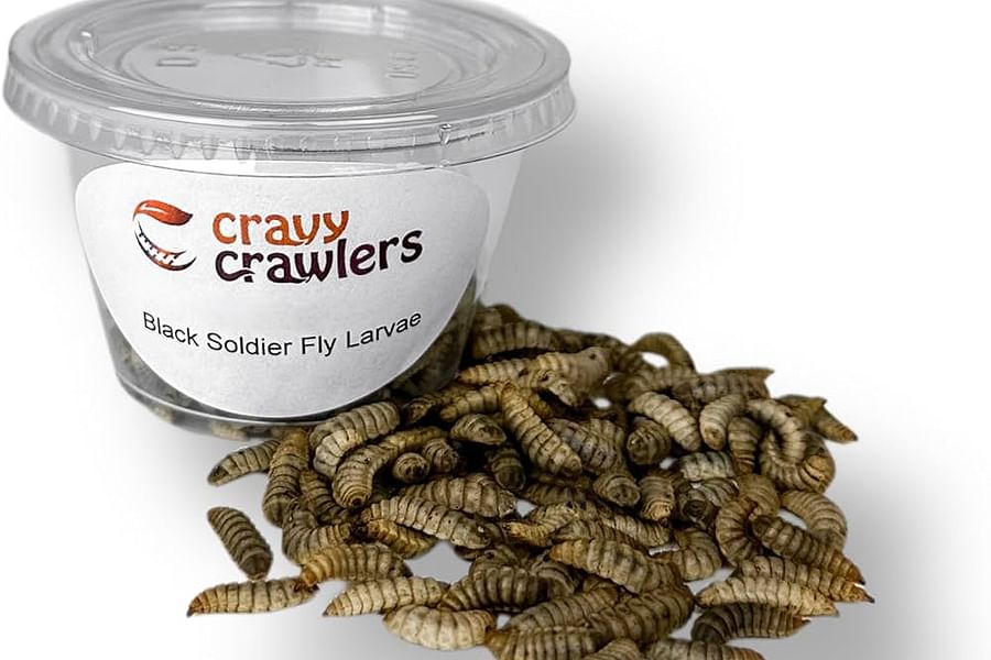live black soldier fly larvae