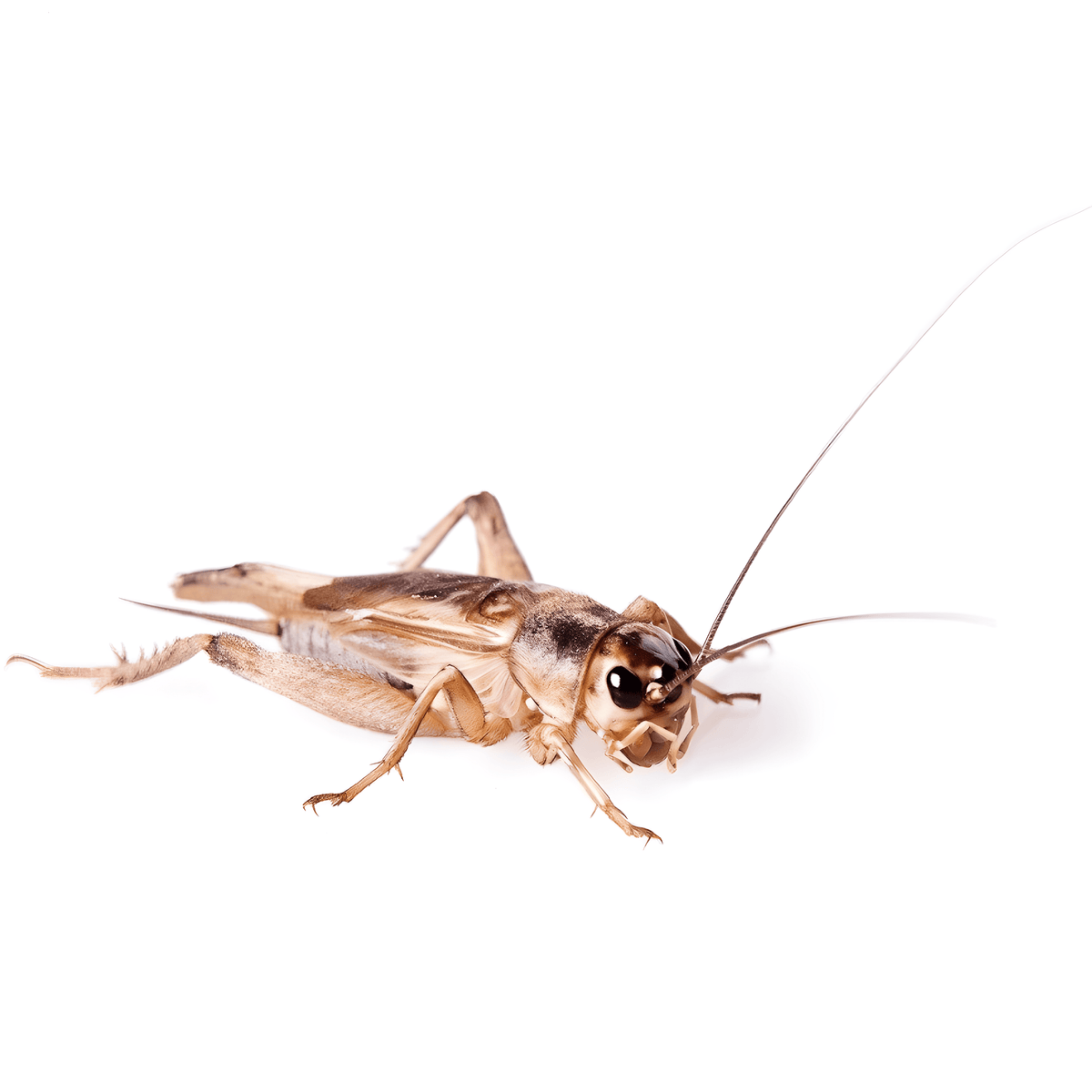 live feeder butterworms