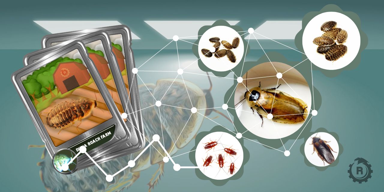 live feeder dubia roaches