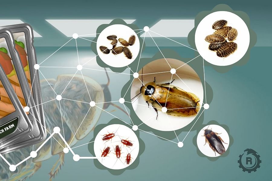 live feeder dubia roaches