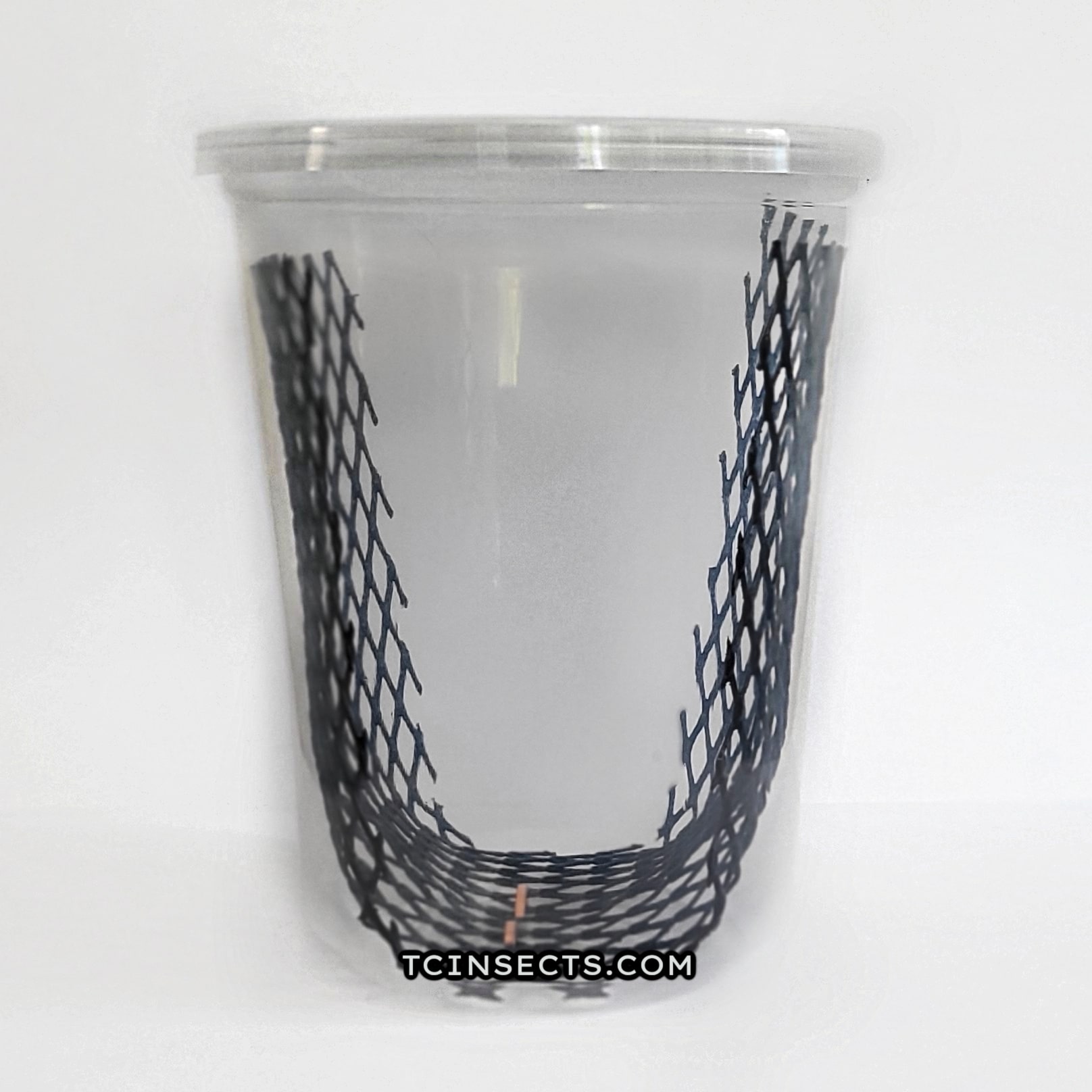 live feeder hornworms