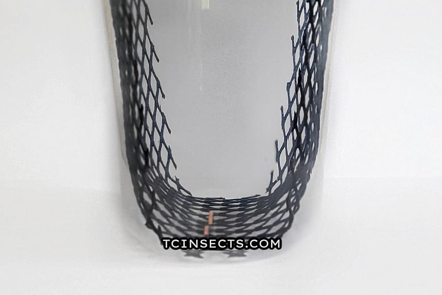 live feeder hornworms