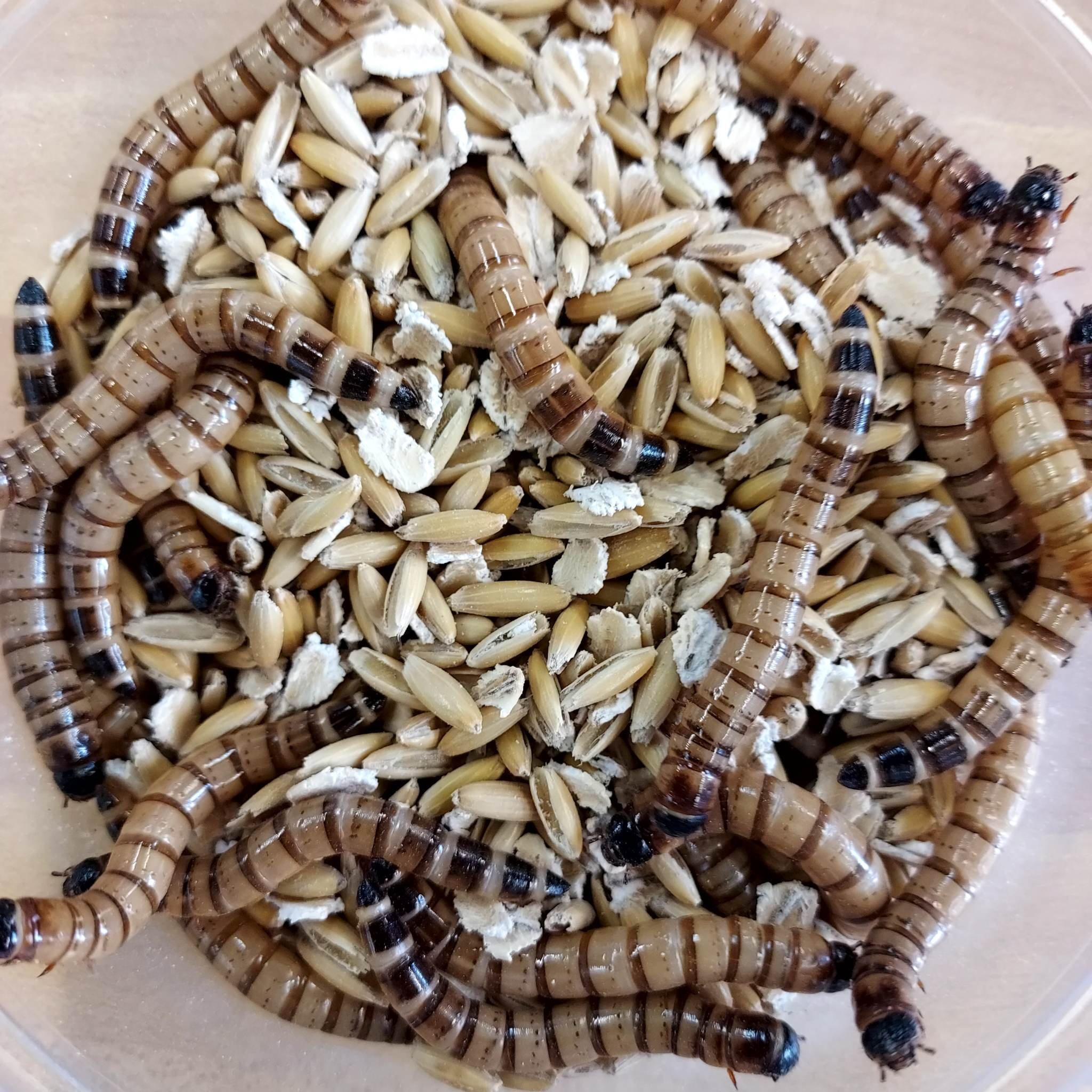 live feeder mealworms