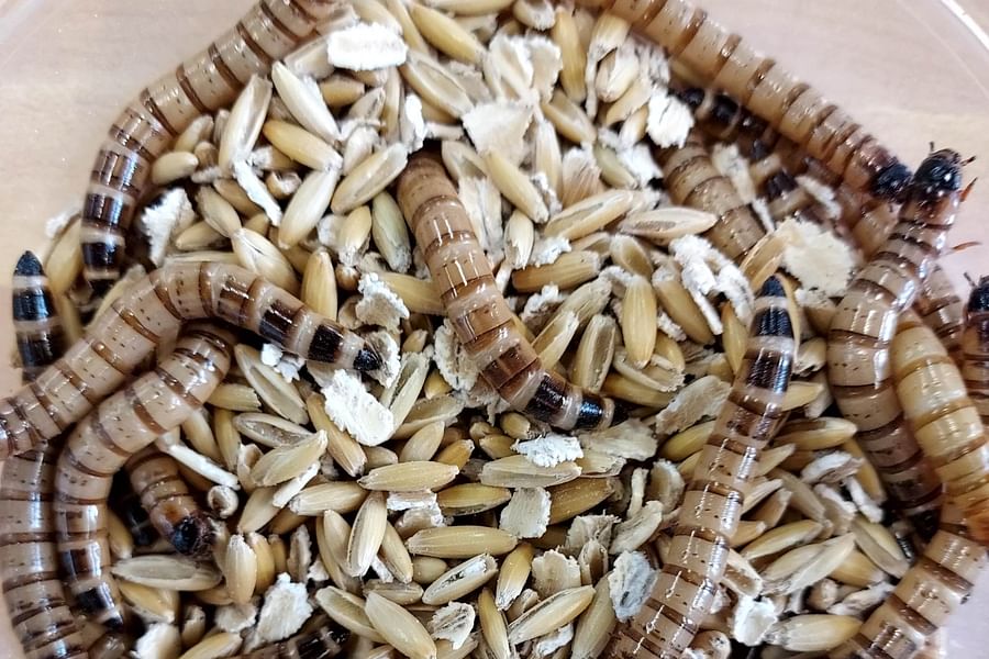 live feeder mealworms
