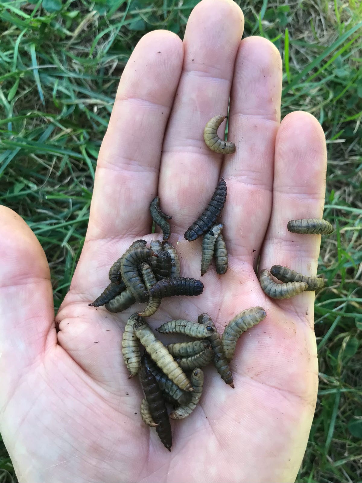 live feeder phoenix worms