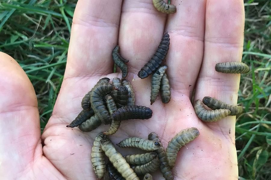 live feeder phoenix worms