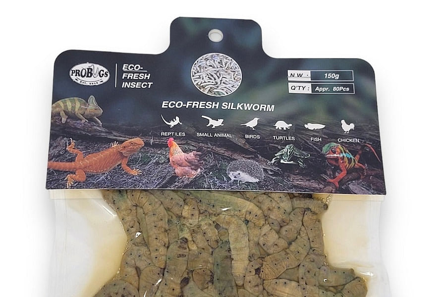 live feeder silkworms