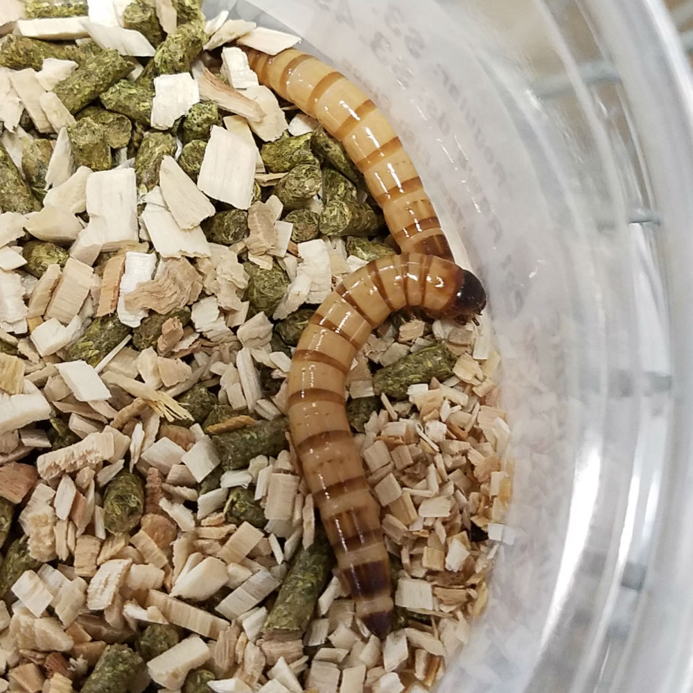 live feeder superworms
