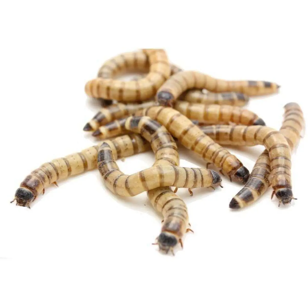 live feeder waxworms