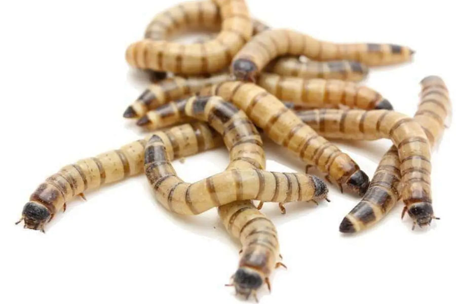 live feeder waxworms