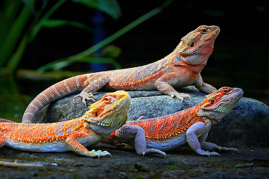 bearded dragon calcium vitamin supplements