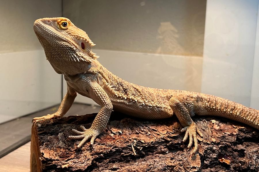 bearded dragon food live insects greens