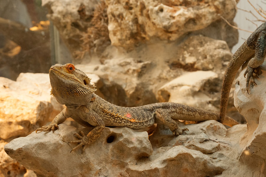 Content Bearded Dragon Resting After Playtime