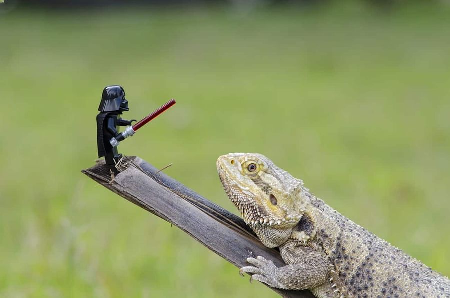 Bearded dragon engaging in play with a toy