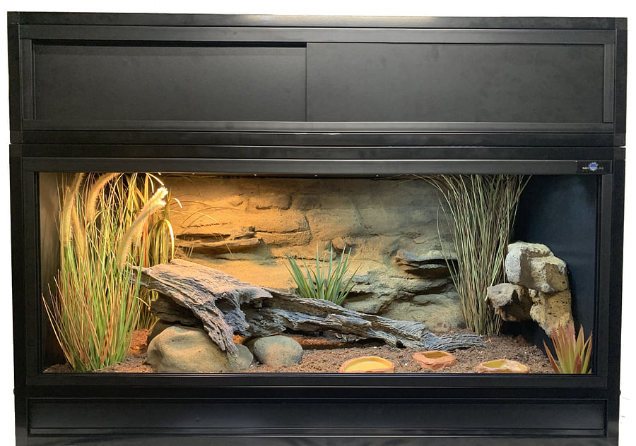 Creating Your Dragon's Lair Essential Tips for Bearded Dragon Tank Setup