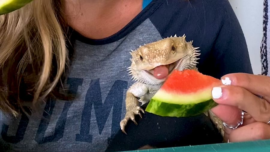 Bearded dragon eating fruits