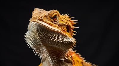 Exploring the Fascinating Life of a Full Grown Bearded Dragon